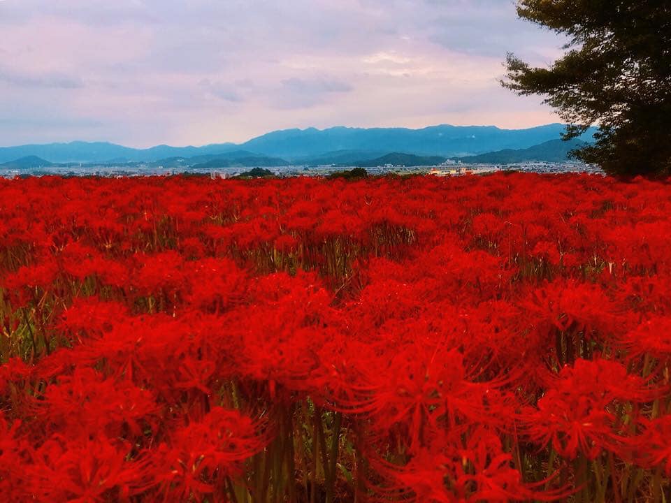 奈良には 彼岸花 の名所が多数あります 観光旅館 久保治 公式サイト